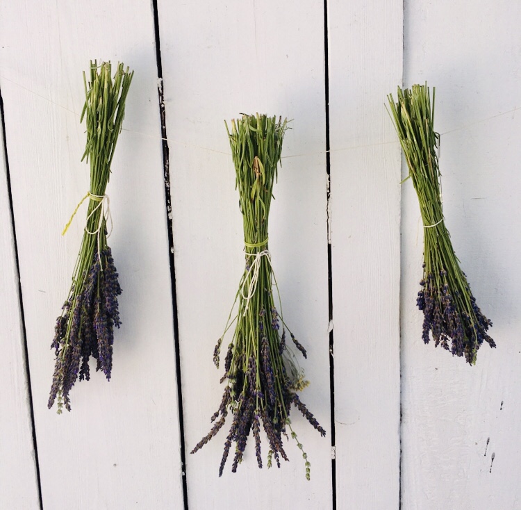 three lavender bouquets hanging on fence to dry