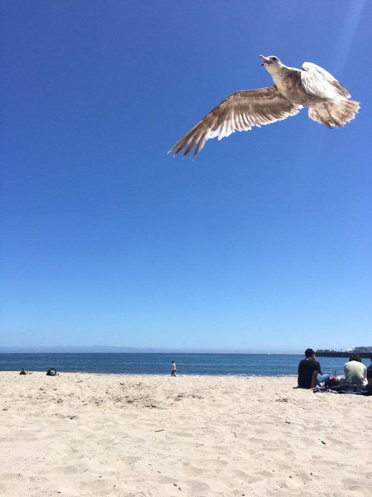 white seagull flying over a sandy beach©️photo by BonjourDarlene.com