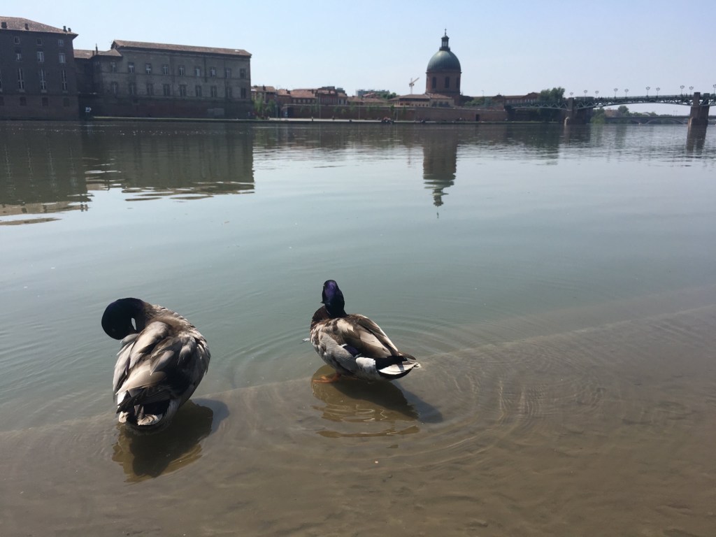 two mallard ducks in Garonne River in Toulouse France with Saint Pierre Bridge and Dôme de la Grave in background©️photo by BonjourDarlene.com