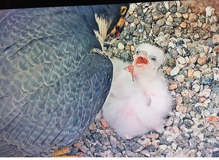 black feather peregrine falcon feeding white baby falcon screenshot from Cal Falcons nest live cam 