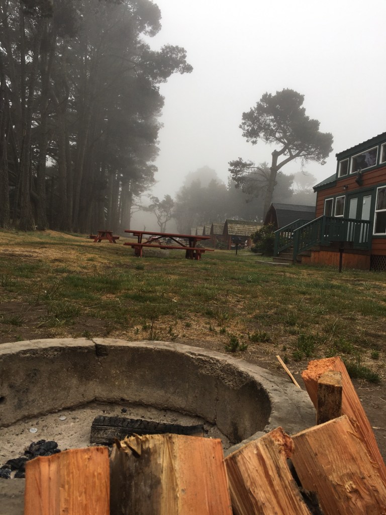 row of trees in fog with l
